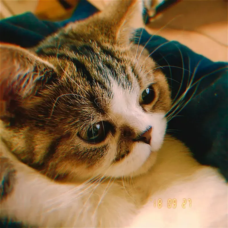 우리 고양이들