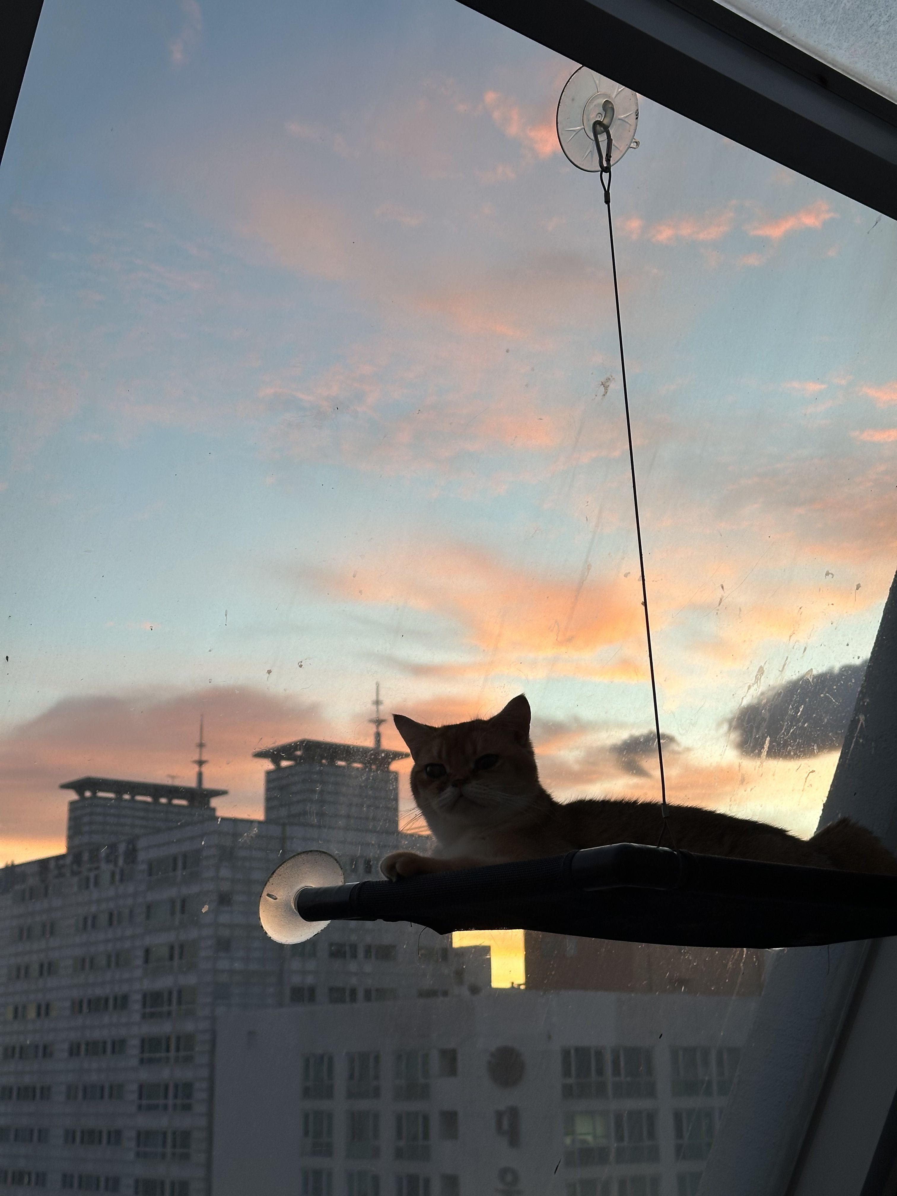 IMG_2935.jpeg